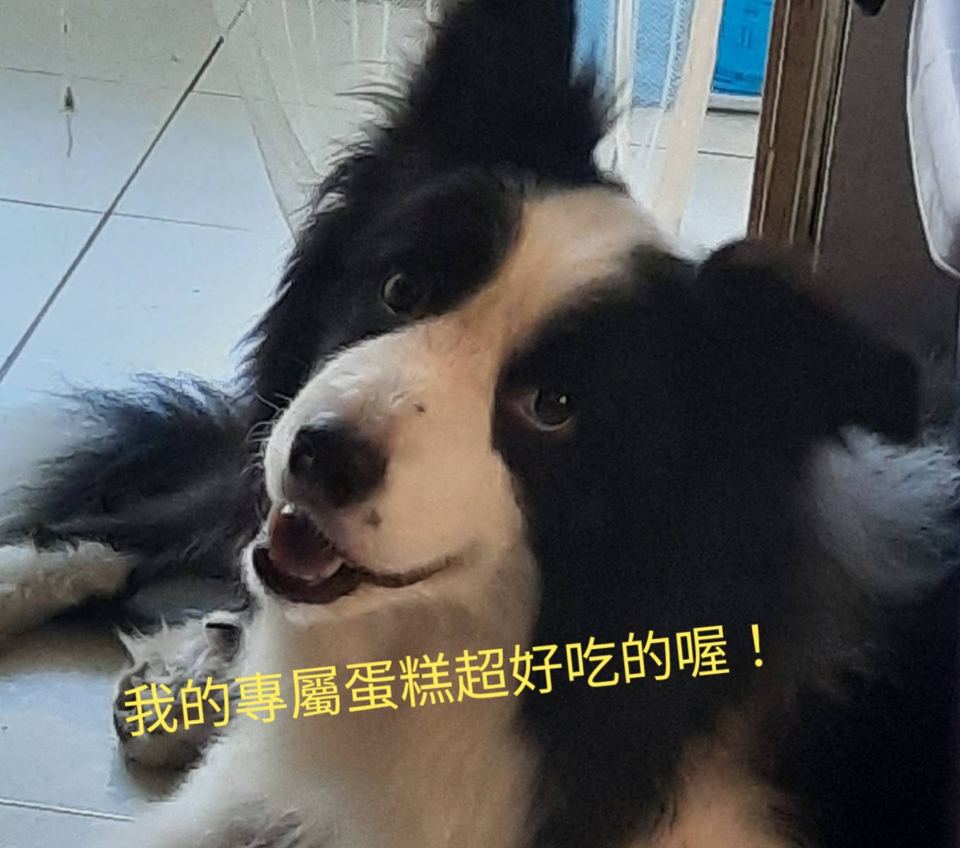手作烘焙｜特製寵物蛋糕
