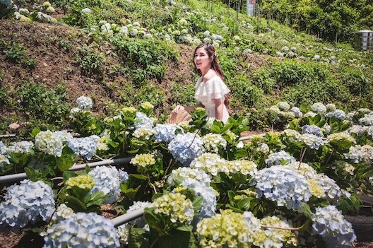 2021桃園繡球花季　復興區賞花趣