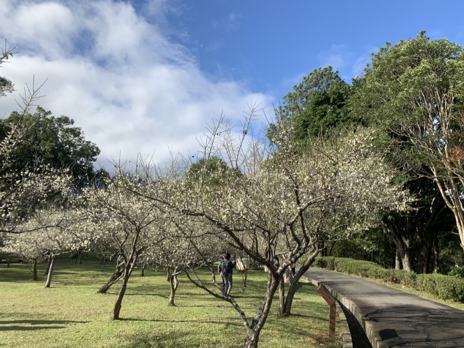 寒流來襲角板山梅花綻放    上山賞花正是時候