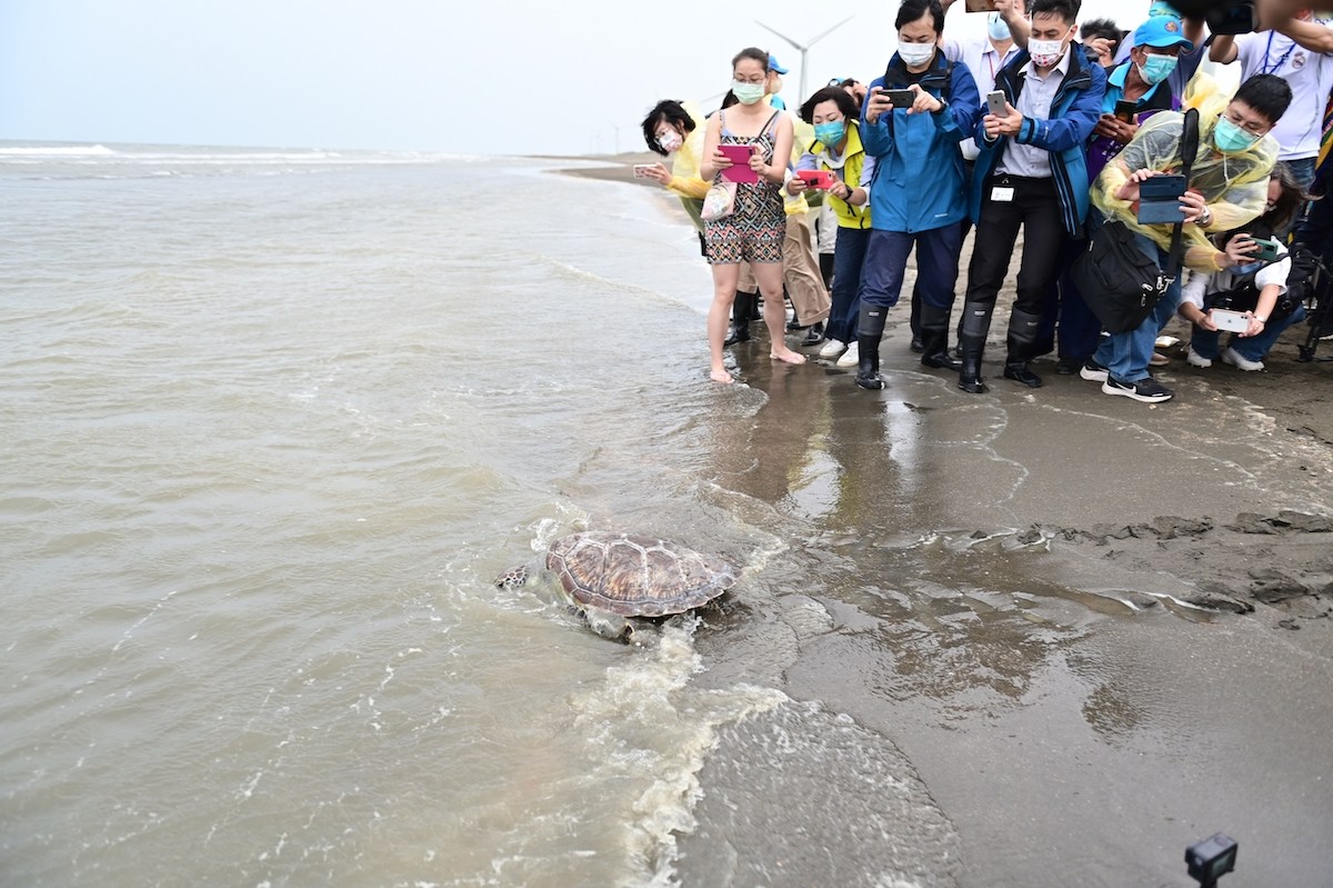 草漯沙丘野放保育類綠蠵龜　產官合作救援海洋野生動物