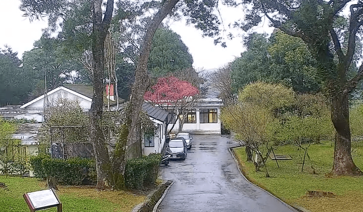 角板山梅園山櫻花登場　趁年假最後一天上山賞櫻