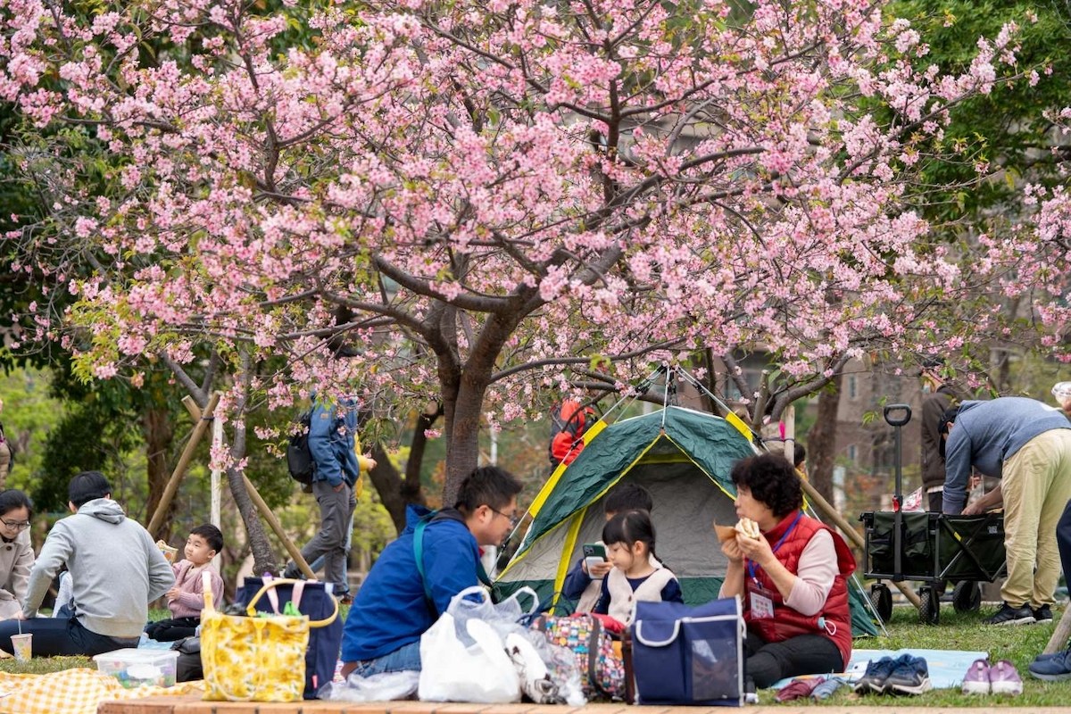 新竹公園8千株櫻花盛開　單日爆4萬賞櫻人潮