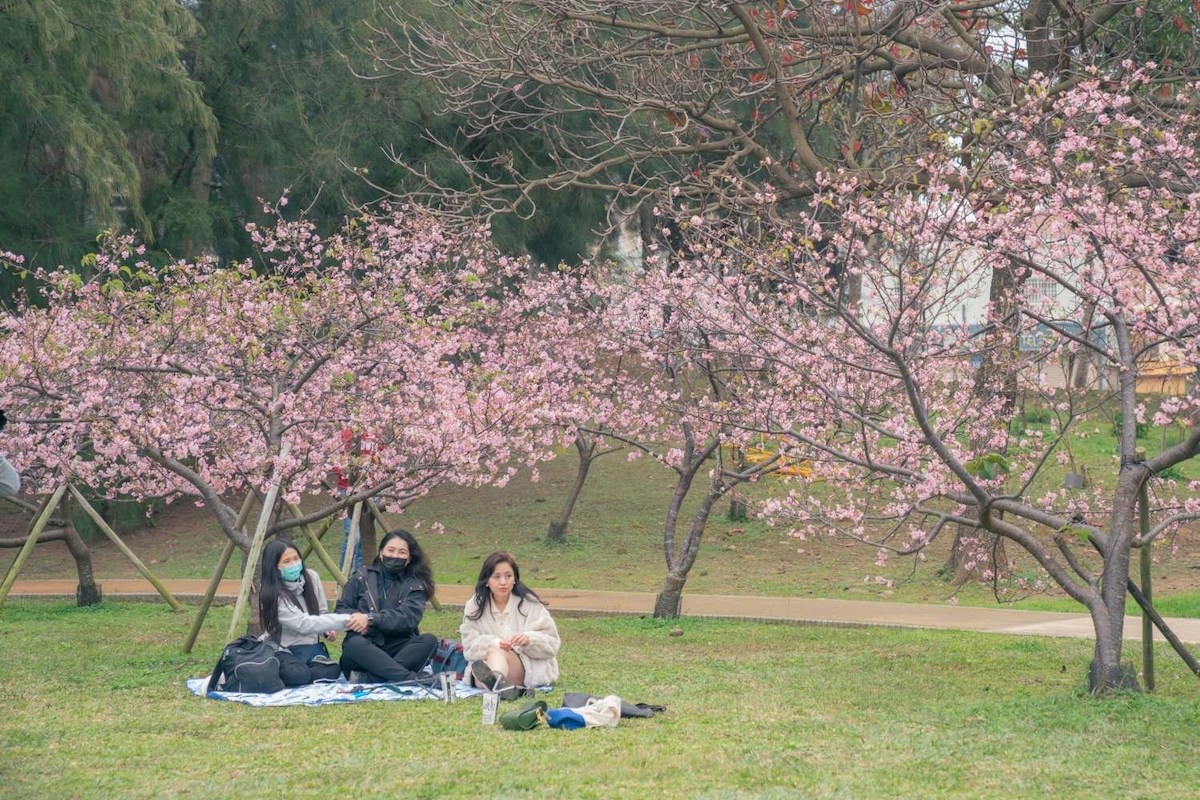 新竹公園櫻花開了！　周末來賞櫻追花吧！