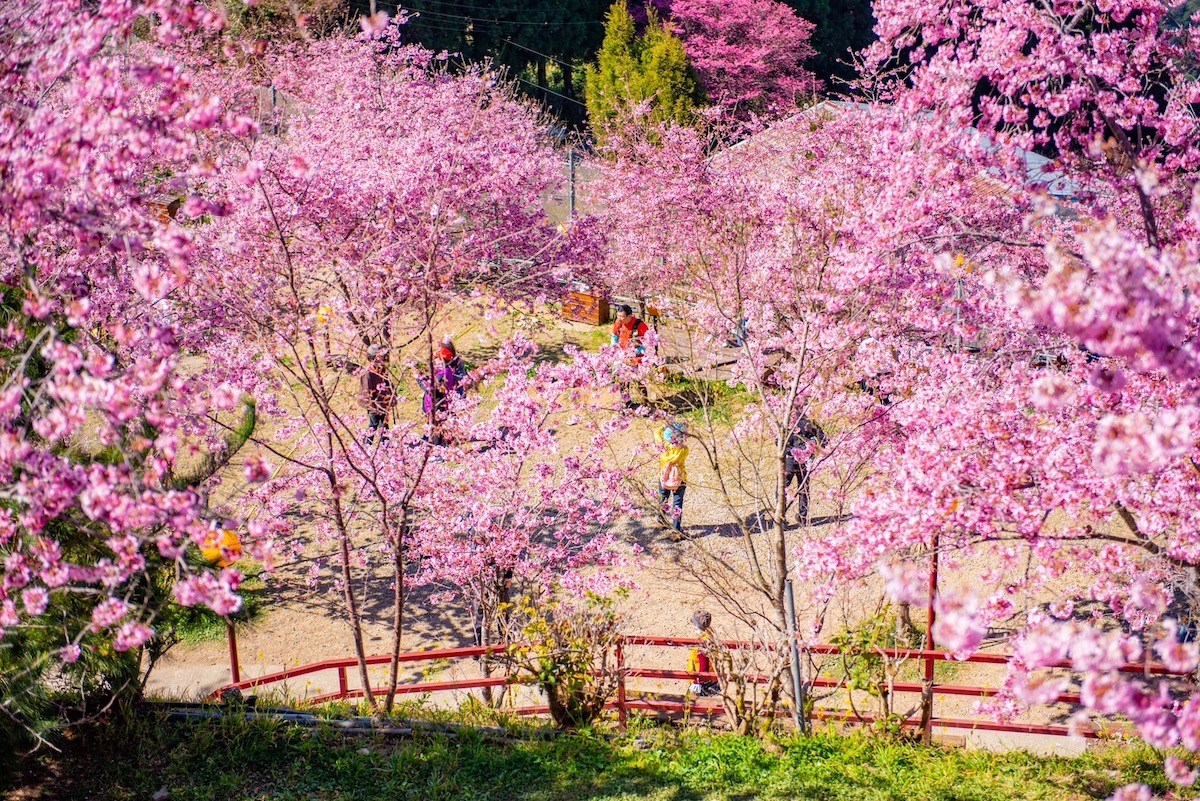 想賞櫻花還有機會　上拉拉山捉住賞櫻尾巴