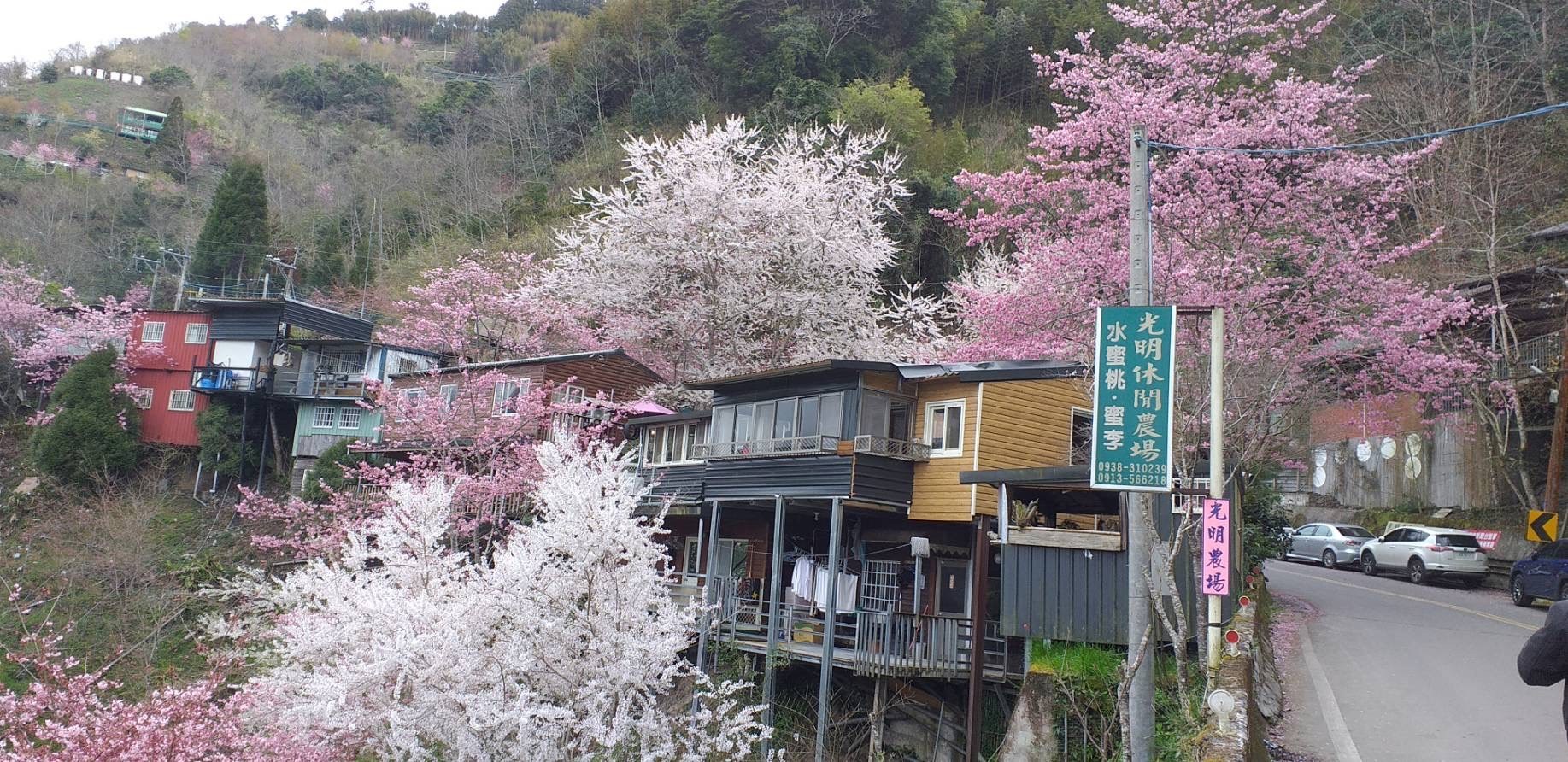 圖輯》2023拉拉山櫻花