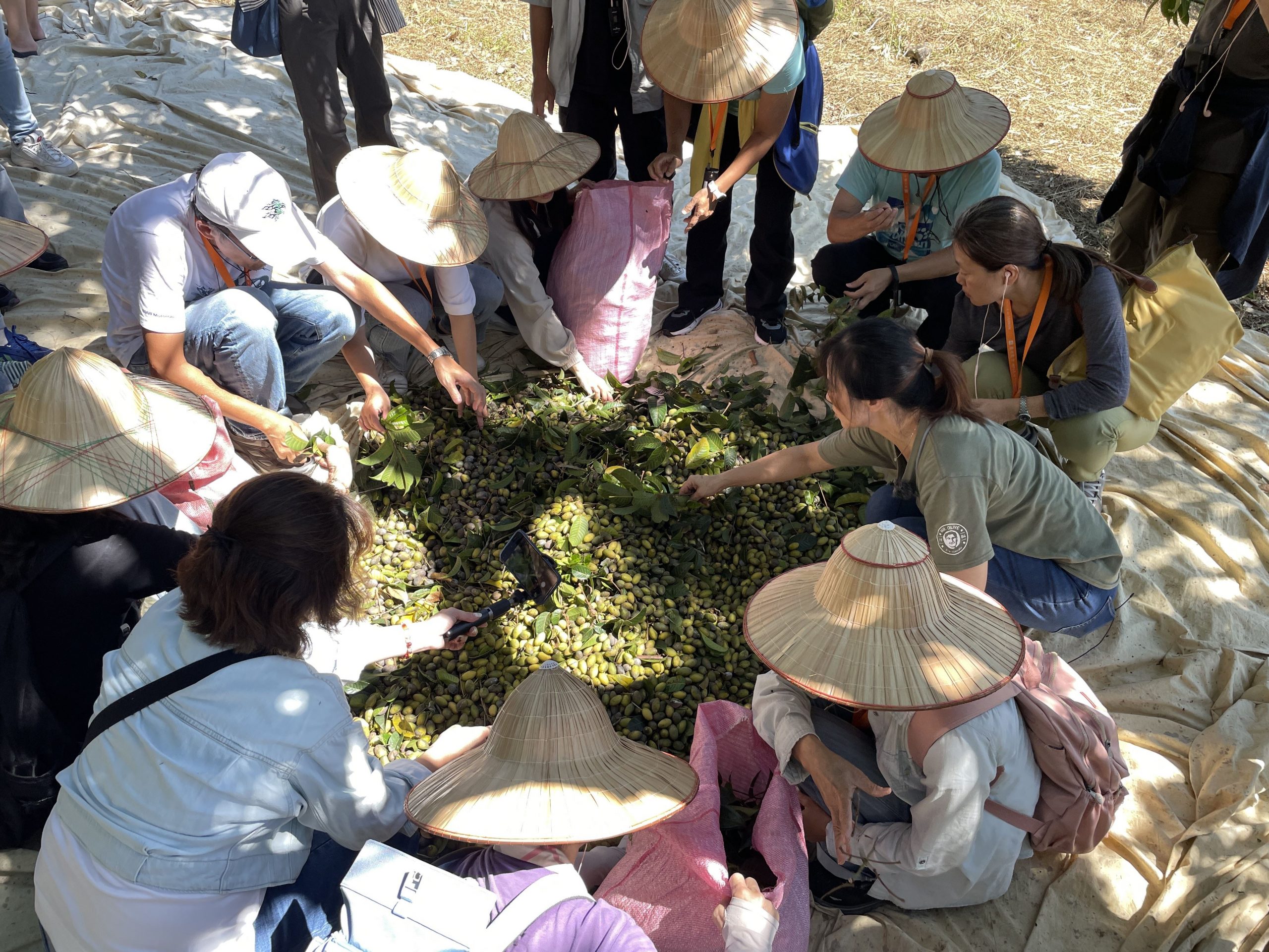 寶山逐風輕旅行 採橄欖摘甘蔗DIY蜜餞