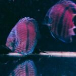 台北松山觀賞魚店推薦 水族街必逛人氣水族用品專賣店
