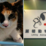 浪貓豆花受困捕獸夾 麗明動物醫院出手相救並籲正視陷阱危害