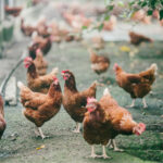 主婦聯盟合作社推「台灣善糧黃金土雞」守護餐桌安心