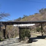 最美部落司馬庫斯賞櫻 可不能「說走就走」