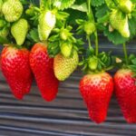 苗栗大湖草莓園推薦 高架採果親子友善 特色草莓品種香甜又好拍