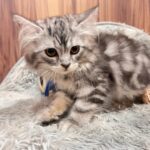 台中潭子合法貓舍 專業飼養TICA認證純種英短與布偶貓