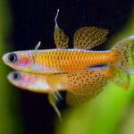 水族界平價精品 《洪色水族》提供健康活體安心入手優質平台