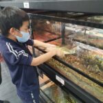 高雄爬蟲專賣店深耕在地 打造讓親子安心入門飼養體驗空間