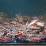 彰化大型聚餐推薦 清蒸石斑×人參雞超澎湃 包廂聚會更有氣氛