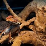 台南特殊寵物店推薦 10 年資深玩家教你養出帥氣甲蟲與爬蟲