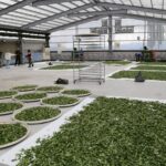 雲端上對決 「雲深製茶」攜手茶改場 啟動史上最高巔峰製茶賽