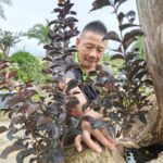 園藝達人移花接木 300年台灣原生九芎綻放三色紫薇