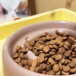 貓奴變身「營養審核員」機能糧成新趨勢卡咪哇全能方塊糧滿足需求