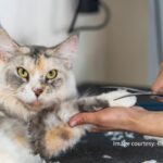 新莊寵物美容累積八年實務經驗 從愛犬命名到一對一照護 打造毛孩安心第二個家