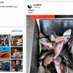 走進新北八里海釣場 考驗釣客看標技巧與搏魚技術  感受純海水池釣大物試煉場